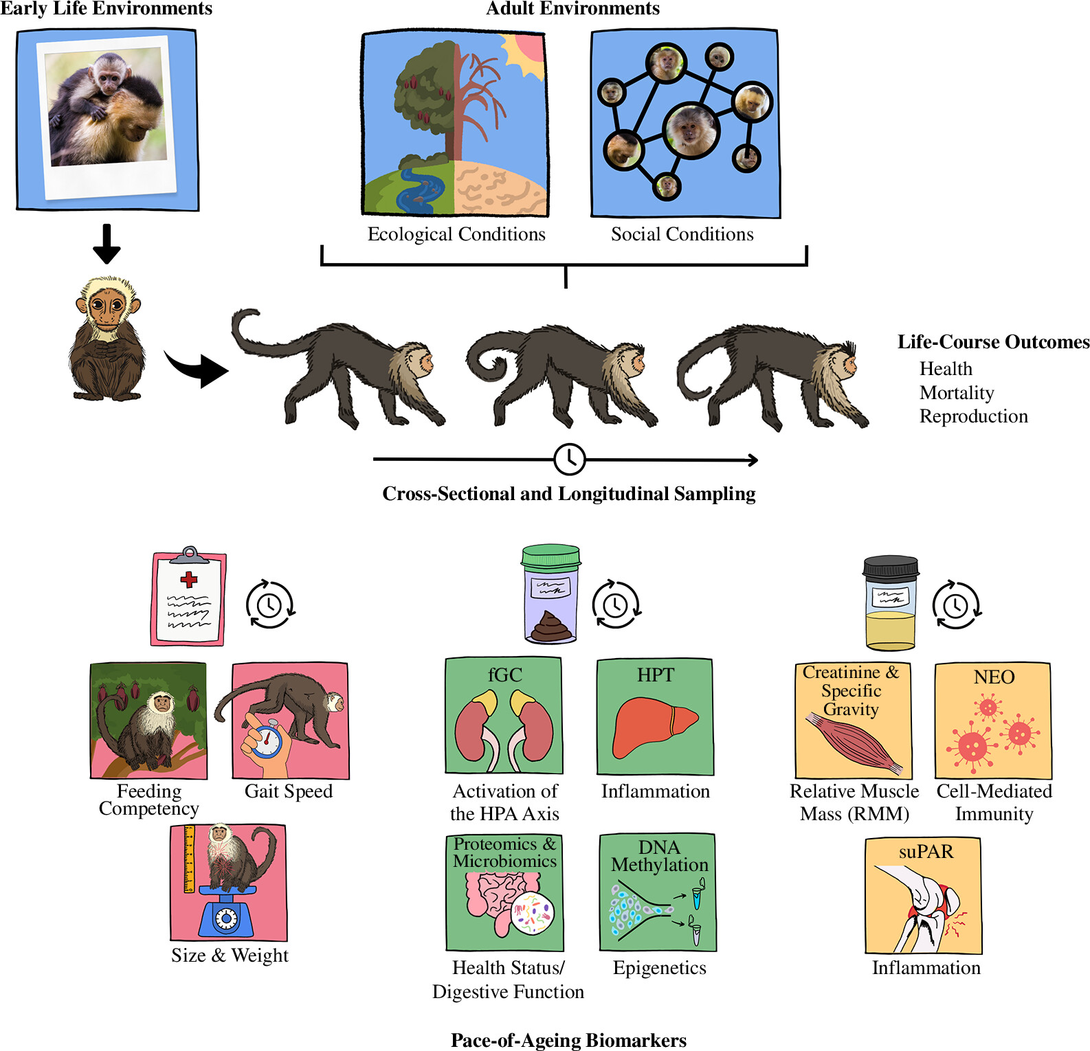 Artwork related to ageing