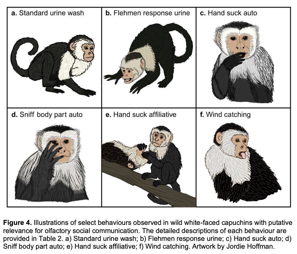 Illustration for Akhtar et al.
