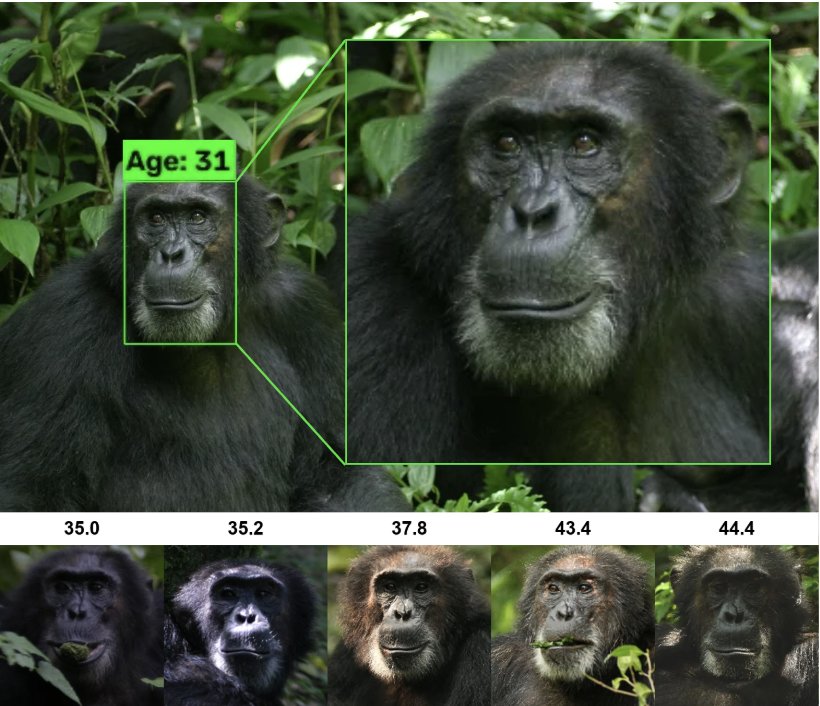 Primate Aging Model